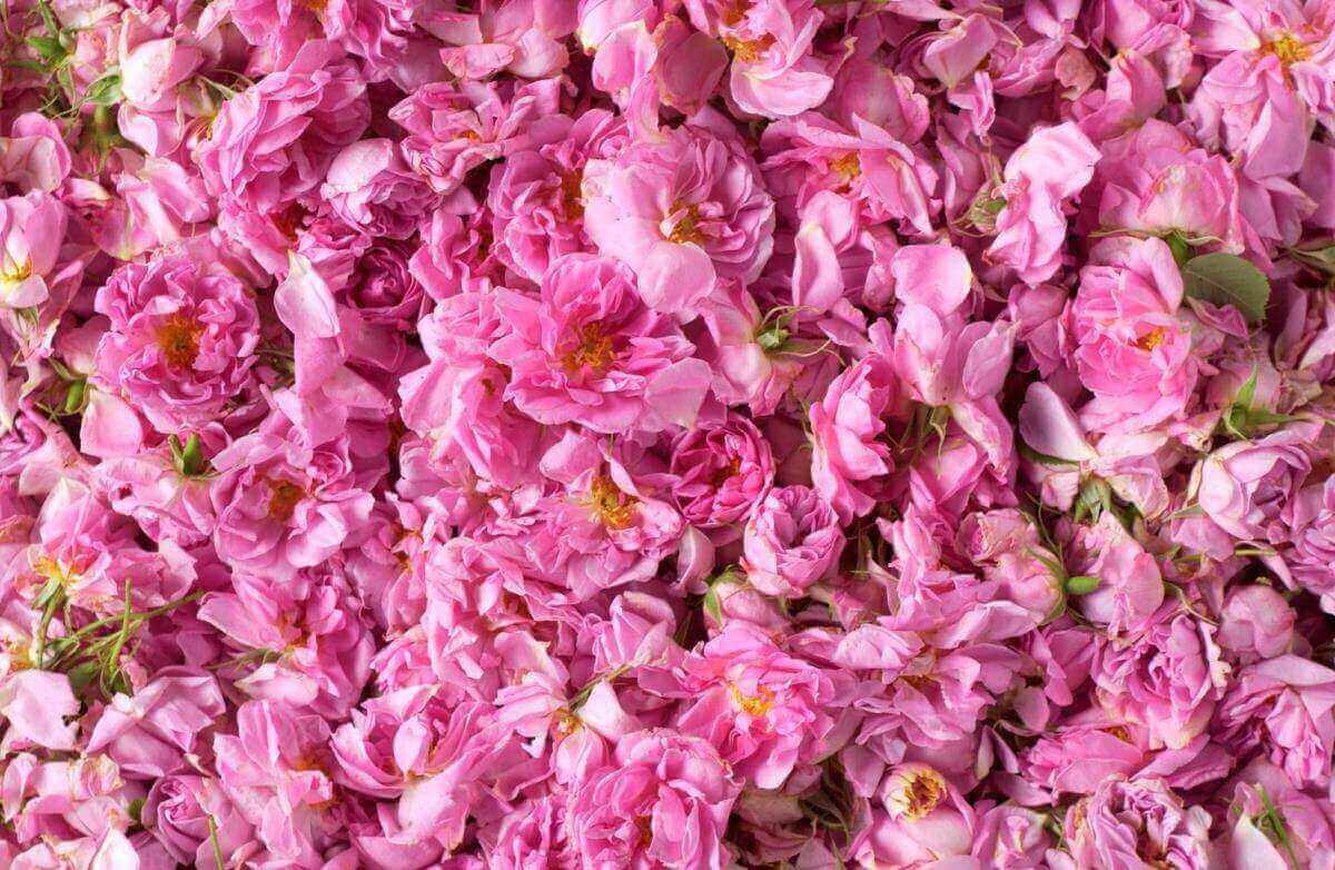 Damask Rose Water
